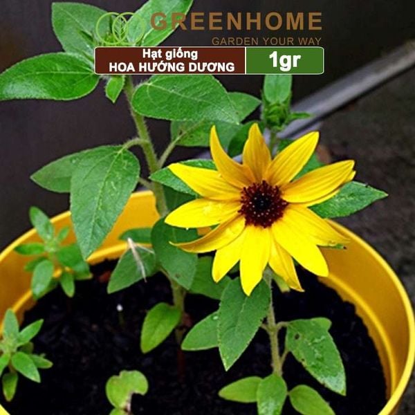 Hạt giống hoa Hướng dương