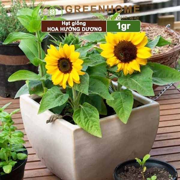 Hạt giống hoa Hướng dương
