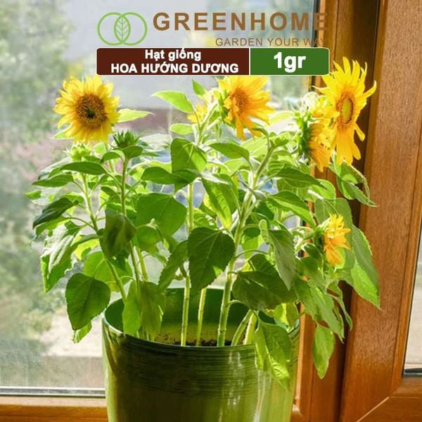 Hạt giống hoa Hướng dương