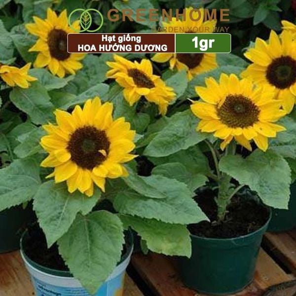 Hạt giống hoa Hướng dương