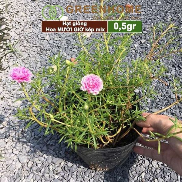 Hạt giống hoa Mười Giờ