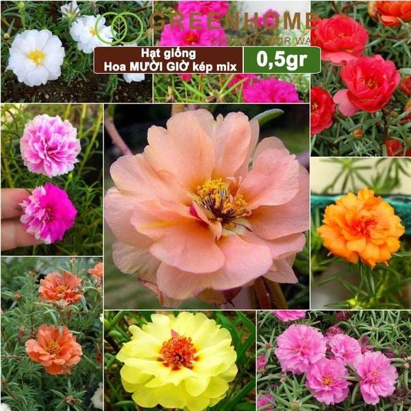 Hạt giống hoa Mười Giờ