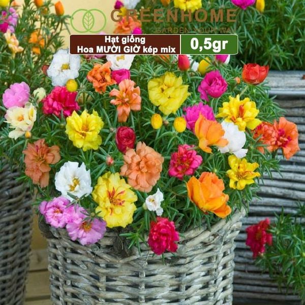 Hạt giống hoa Mười Giờ