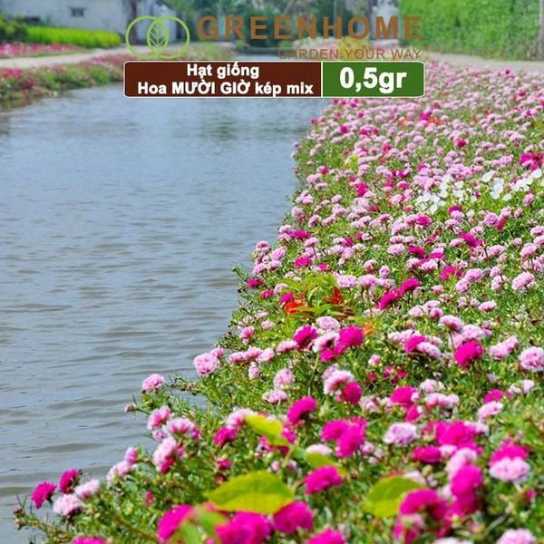 Hạt giống hoa Mười Giờ