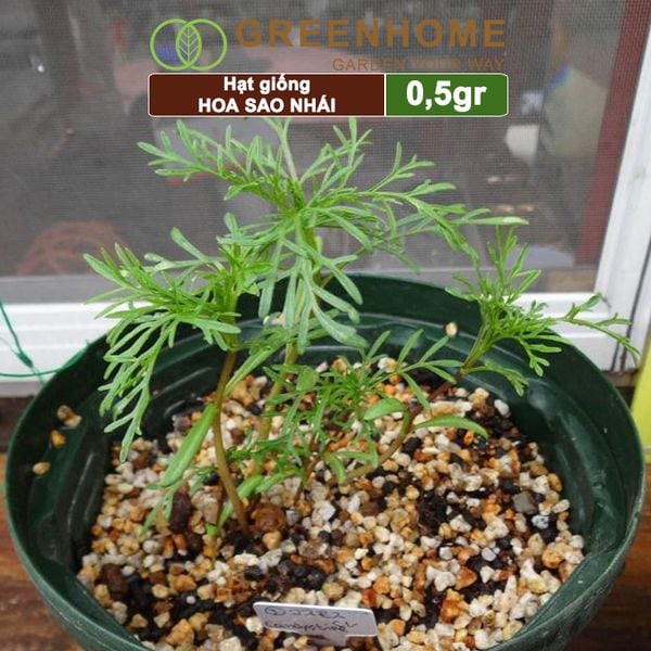 Hạt giống hoa Sao nhái