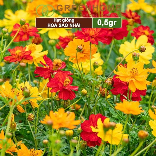 Hạt giống hoa Sao nhái