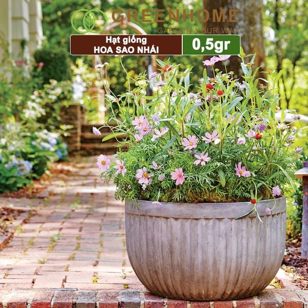 Hạt giống hoa Sao nhái