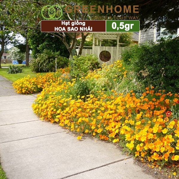 Hạt giống hoa Sao nhái
