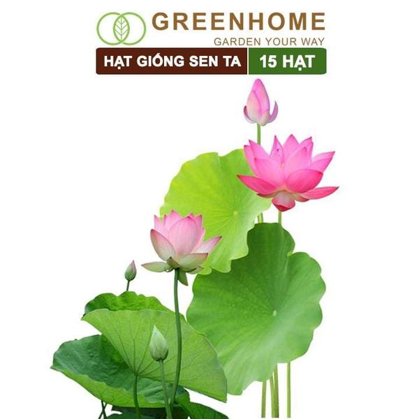 Hạt giống hoa Sen ta Greenhome, gói 15 hạt, dễ trồng, bông to, tặng kèm hướng dẫn H11