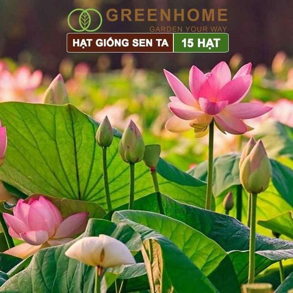 Hạt giống hoa Sen ta Greenhome, gói 15 hạt, dễ trồng, bông to, tặng kèm hướng dẫn H11