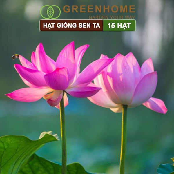Hạt giống hoa Sen ta Greenhome, gói 15 hạt, dễ trồng, bông to, tặng kèm hướng dẫn H11