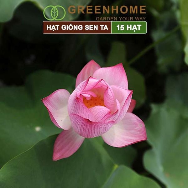 Hạt giống hoa Sen ta Greenhome, gói 15 hạt, dễ trồng, bông to, tặng kèm hướng dẫn H11
