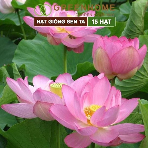 Hạt giống hoa Sen ta Greenhome, gói 15 hạt, dễ trồng, bông to, tặng kèm hướng dẫn H11