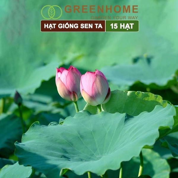 Hạt giống hoa Sen ta, gói 15 hạt, dễ trồng, bông to, tặng kèm hướng dẫn H11