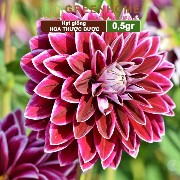 Hạt giống hoa Thược dược