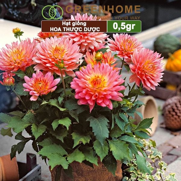 Hạt giống hoa Thược dược