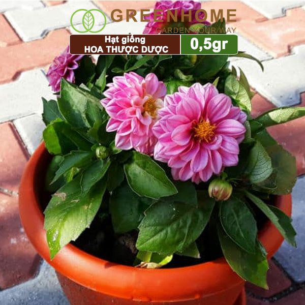 Hạt giống hoa Thược dược