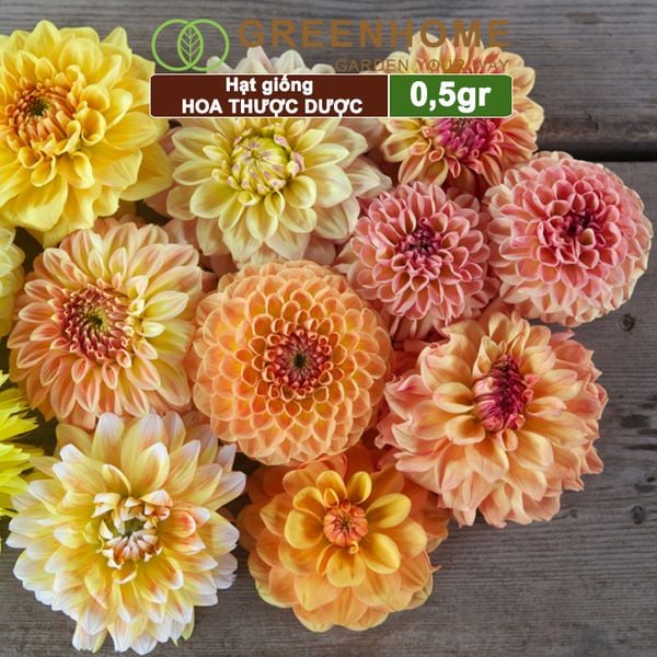 Hạt giống hoa Thược dược