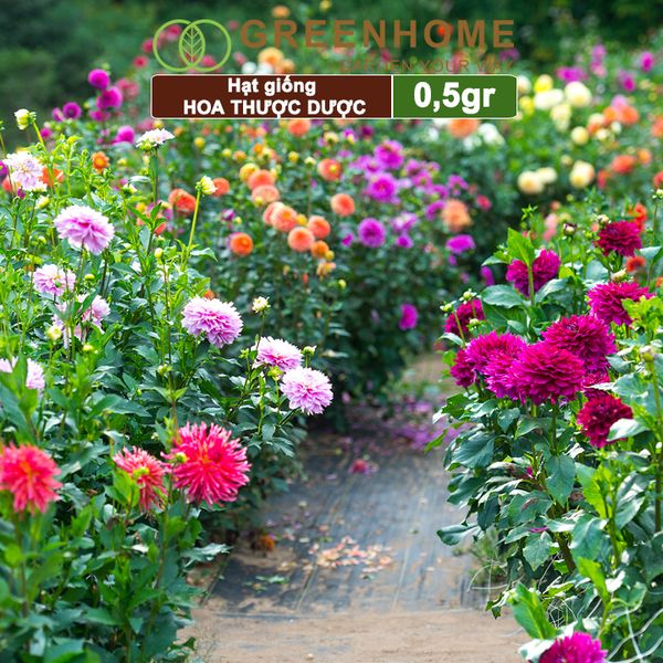 Hạt giống hoa Thược dược