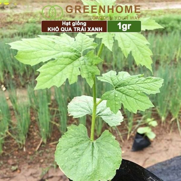 Hạt giống Khổ qua