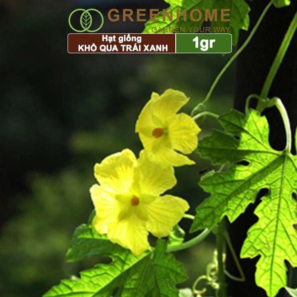 Hạt giống Khổ qua
