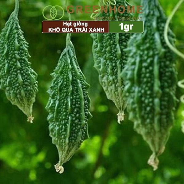 Hạt giống Khổ qua