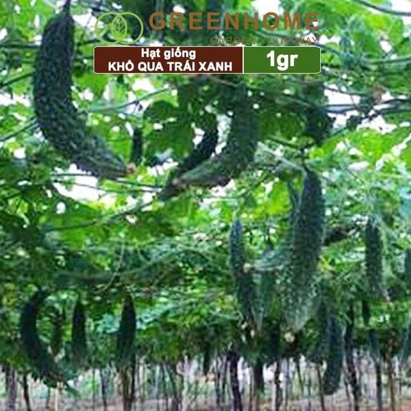 Hạt giống Khổ qua