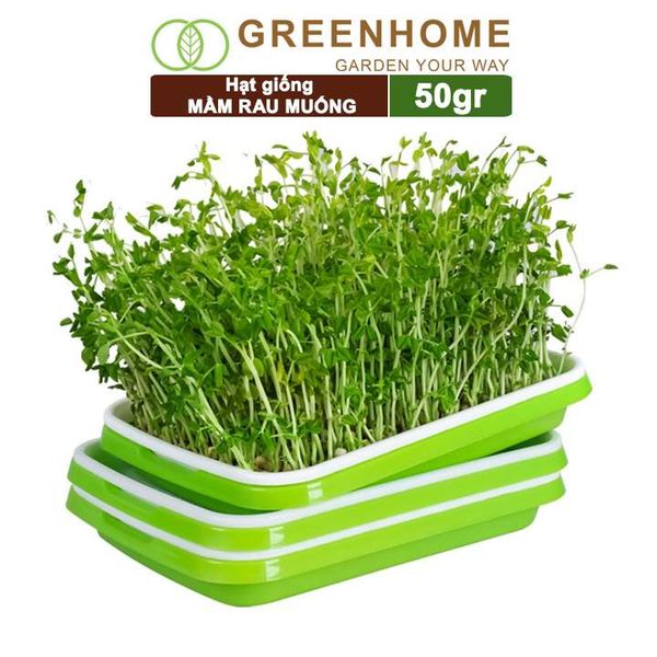 Hạt giống Mầm rau muống