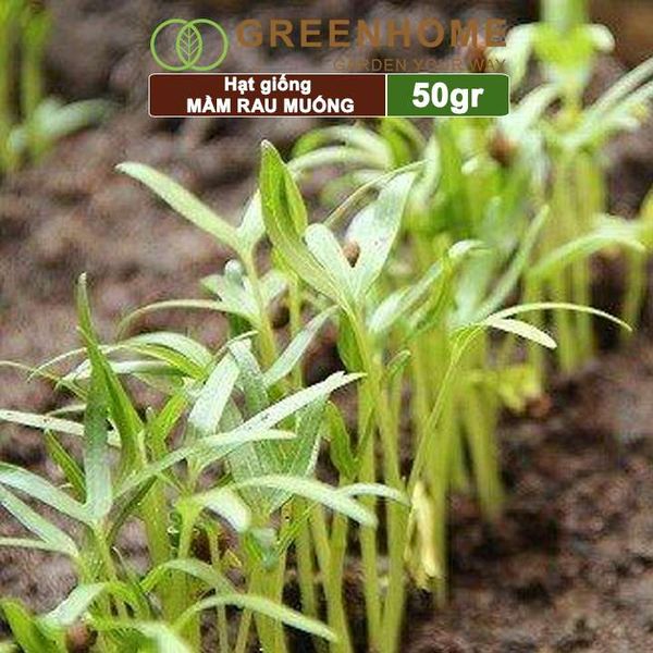 Hạt giống Mầm rau muống