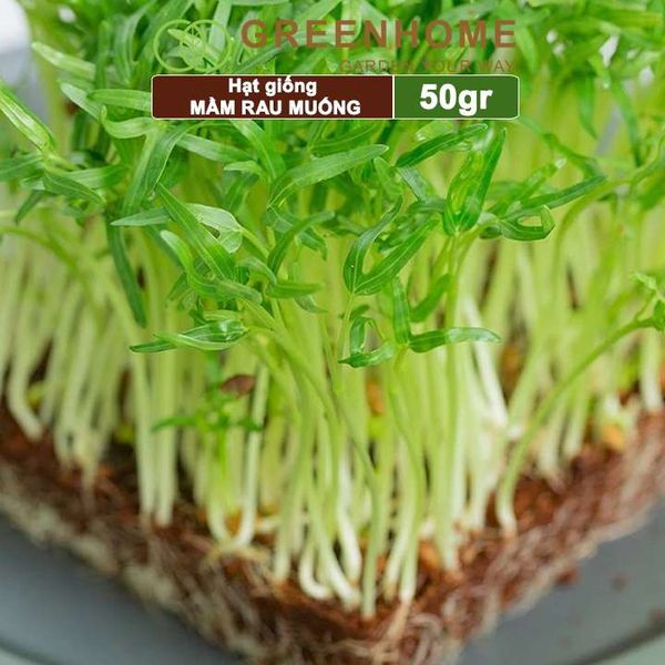 Hạt giống Mầm rau muống