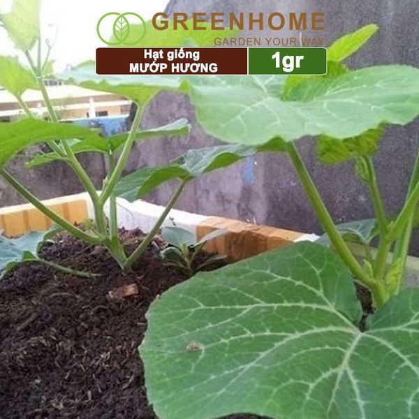 Hạt giống Mướp hương