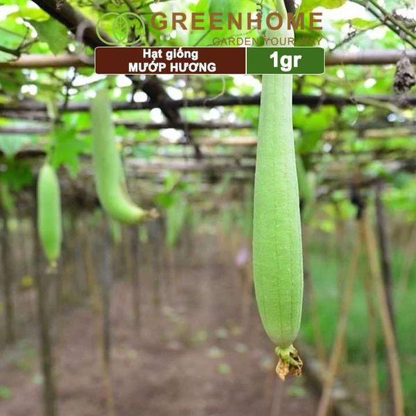 Hạt giống Mướp hương
