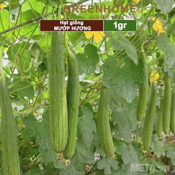Hạt giống Mướp hương