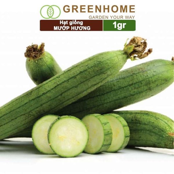Hạt giống Mướp hương