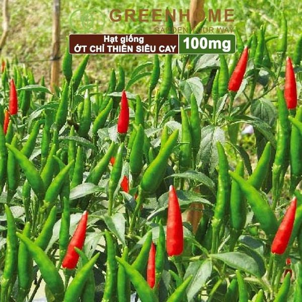 Hạt giống Ớt chỉ thiên