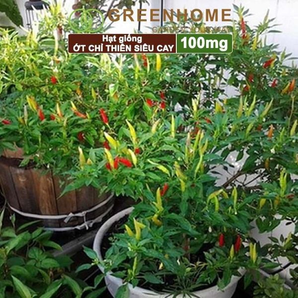 Hạt giống Ớt chỉ thiên