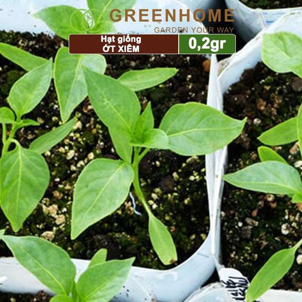 Hạt giống Ớt xiêm, gói 0,2gr, dễ trồng, sai trái, siêu cay G09 |Greenhome