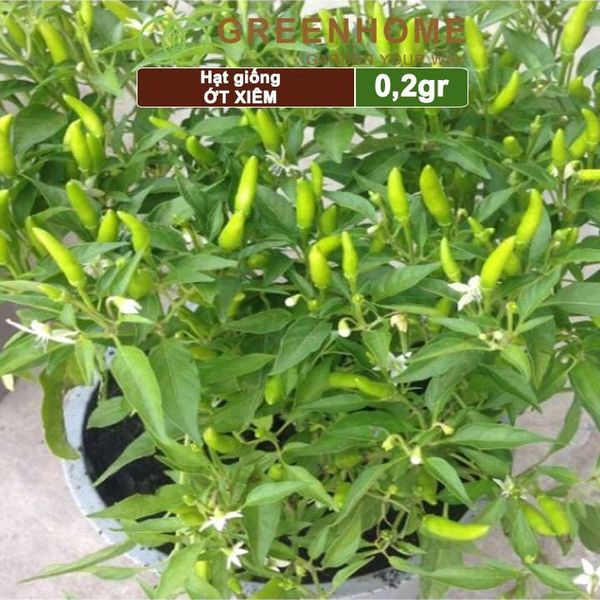 Hạt giống Ớt xiêm, gói 0,2gr, dễ trồng, sai trái, siêu cay G09 |Greenhome