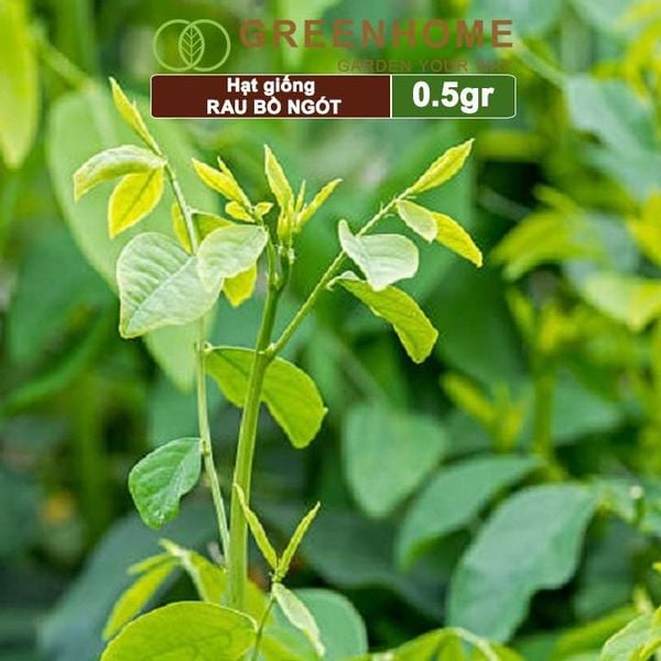 Hạt Giống Rau Bồ Ngót, Gói 1gr, Dễ Trồng, Dinh Dưỡng, Năng Suất Cao R18