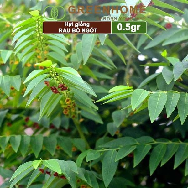 Hạt Giống Rau Bồ Ngót, Gói 1gr, Dễ Trồng, Dinh Dưỡng, Năng Suất Cao R18