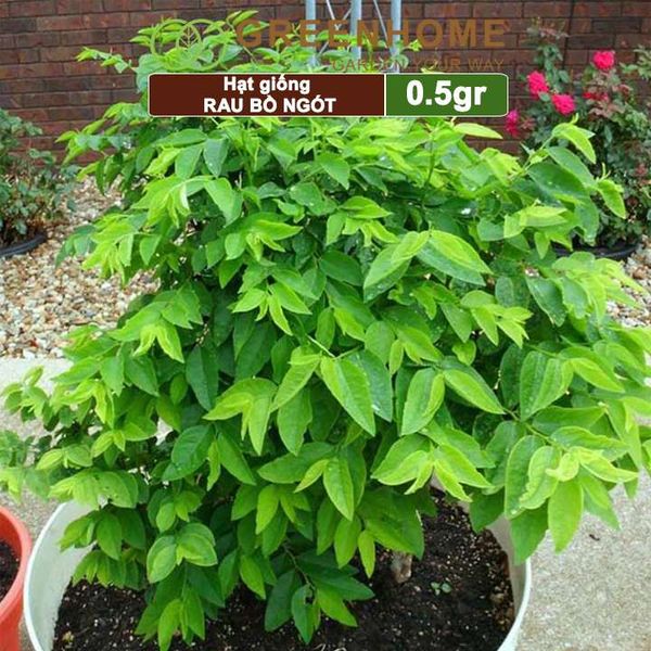 Hạt Giống Rau Bồ Ngót, Gói 1gr, Dễ Trồng, Dinh Dưỡng, Năng Suất Cao R18