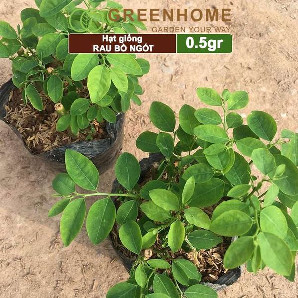 Hạt Giống Rau Bồ Ngót, Gói 1gr, Dễ Trồng, Dinh Dưỡng, Năng Suất Cao R18