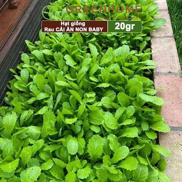 Hạt giống rau Cải ăn non baby, gói 20g, dễ trồng, thu hoạch nhanh R05 |Greenhome
