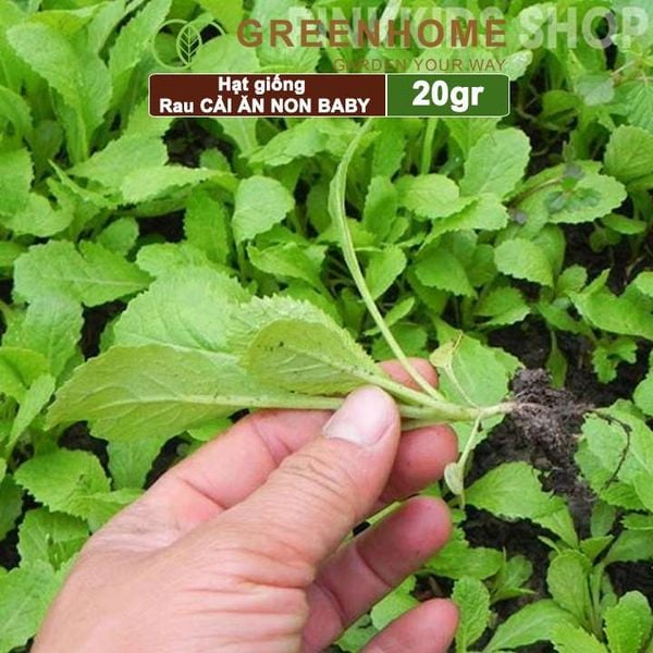 Hạt giống rau Cải ăn non baby, gói 20g, dễ trồng, thu hoạch nhanh R05 |Greenhome
