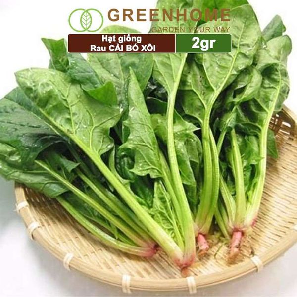 Hạt giống rau Cải bó xôi