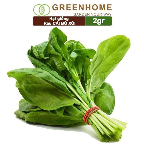 Hạt giống rau Cải bó xôi