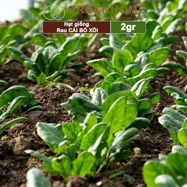 Hạt giống rau Cải bó xôi