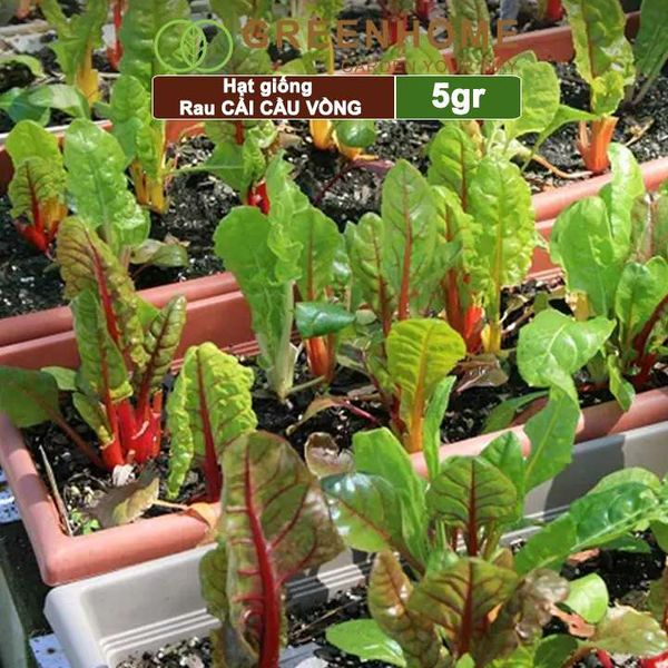 Hạt giống rau Cải cầu vồng