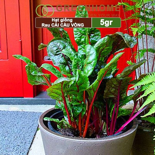 Hạt giống rau Cải cầu vồng