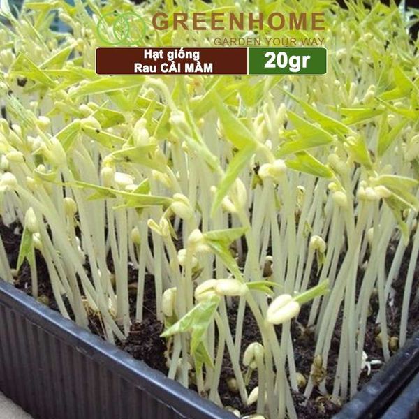 Hạt giống rau Cải mầm